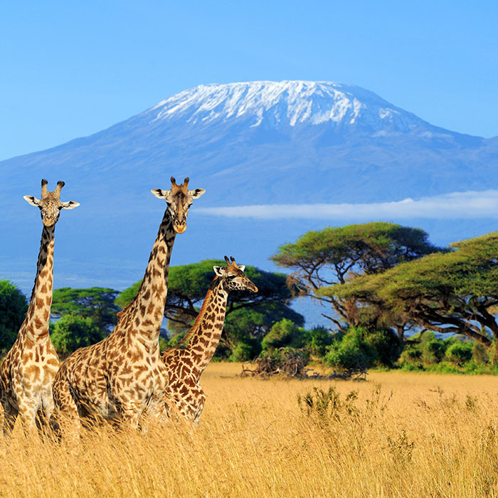 Tanzania Safari Expeditions