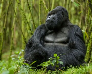 Budget Gorilla Trekking in Uganda, Rwanda & Dr Congo