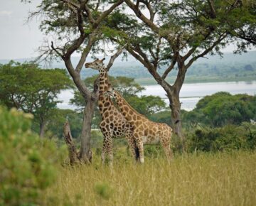 Budget Safaris in Uganda