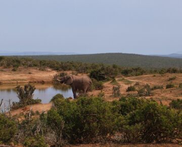 Group Safaris in East Africa